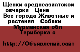 Щенки среднеазиатской овчарки › Цена ­ 20 000 - Все города Животные и растения » Собаки   . Мурманская обл.,Териберка с.